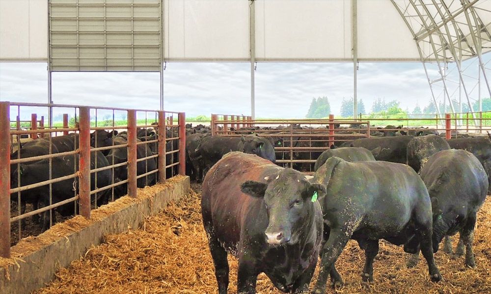 cattle buildings colorado britespan building