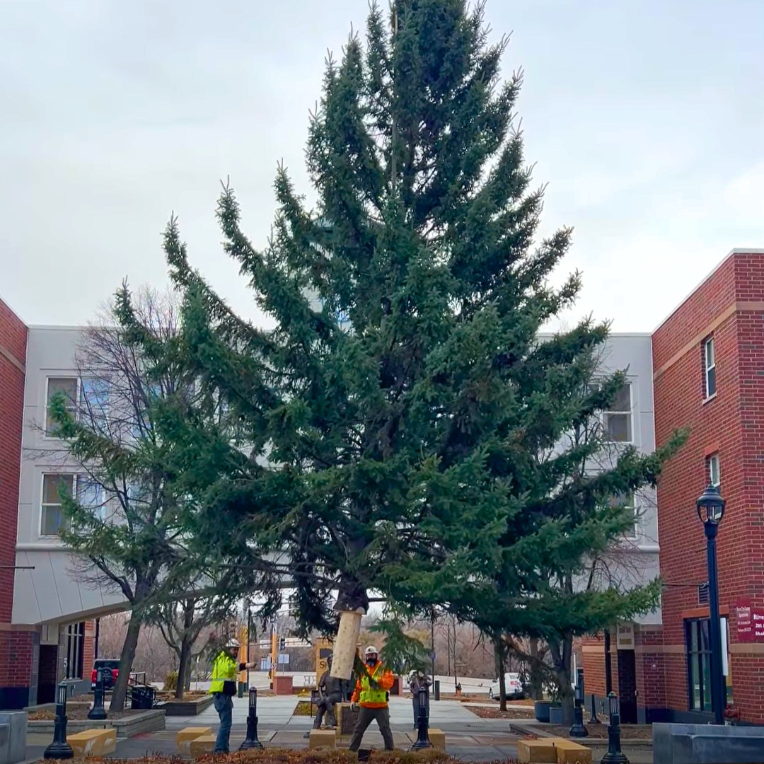 Greystone Team Helped Install Holiday Fest Tree Downtown Shakopee